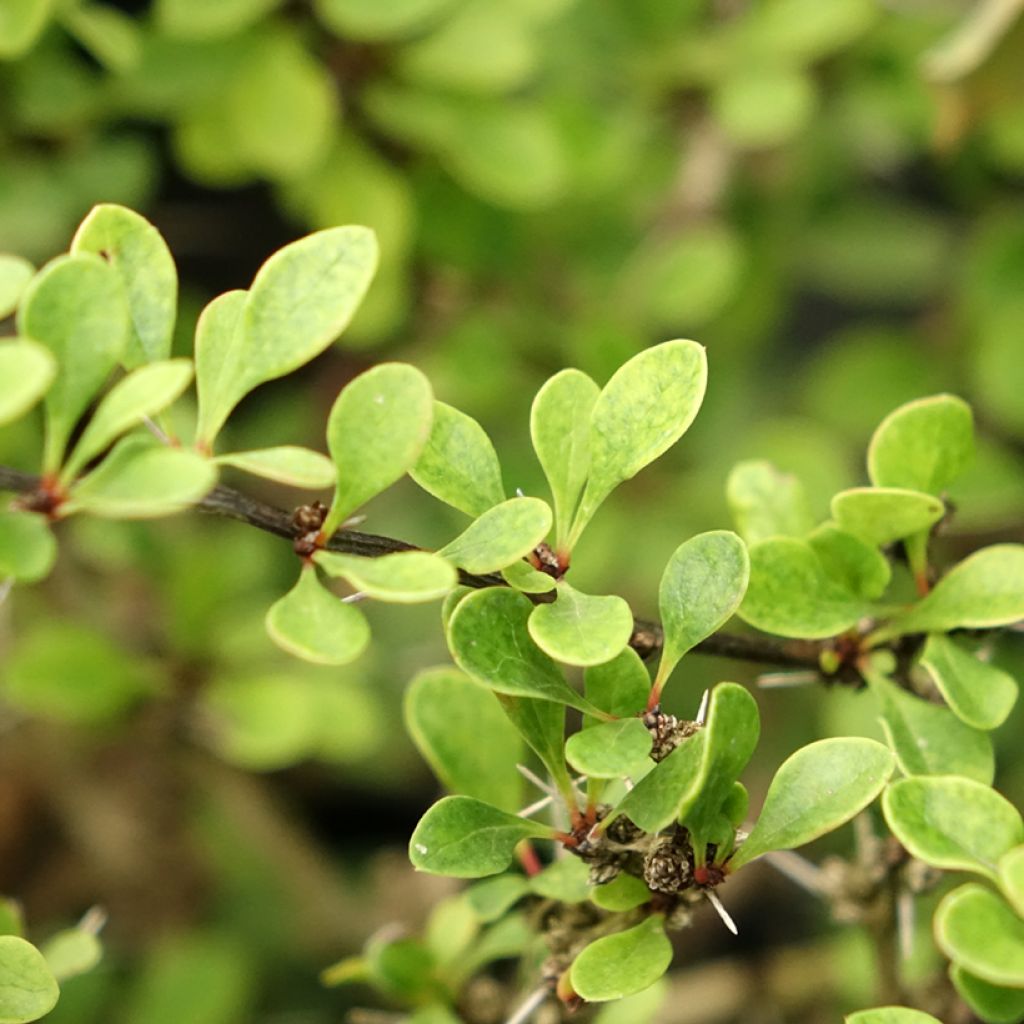 Berberis thunbergii Kobold - Japanse berberis
