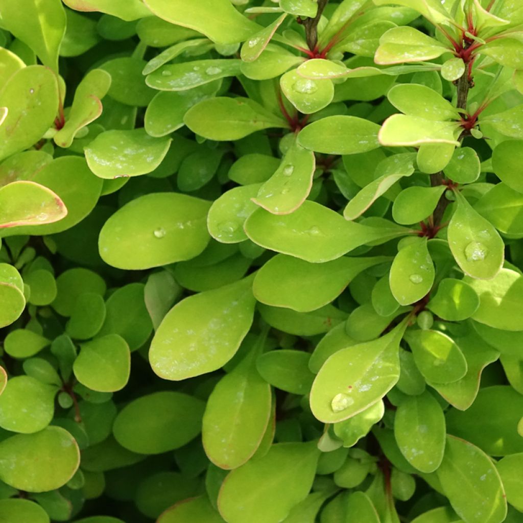 Berberis thunbergii Powwow - Japanse berberis