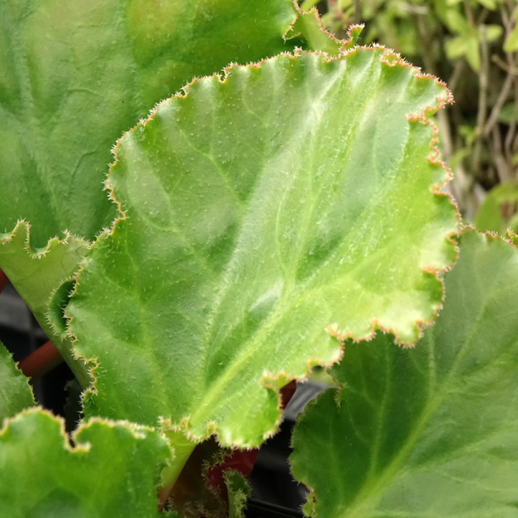 Bergenia Ripple Effect - Schoenlappersplant