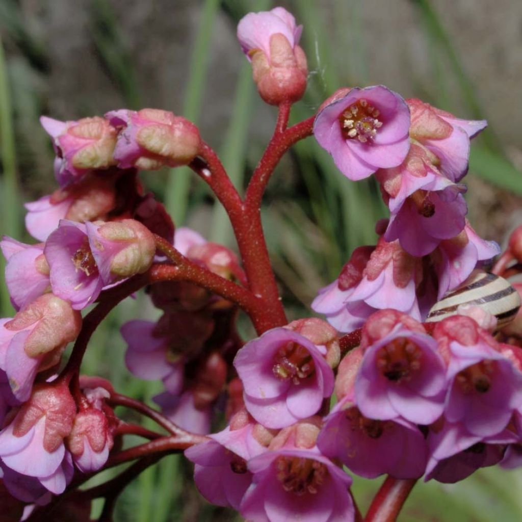 Bergenia schmidtii - Schoenlappersplant