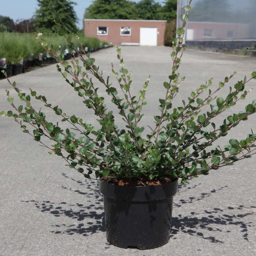 Betula nana - Dwergberk