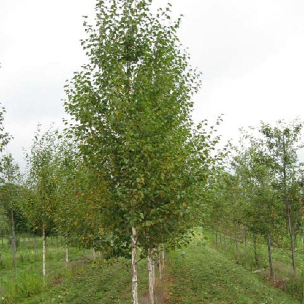 Betula nigra Heritage - Zwarte berk