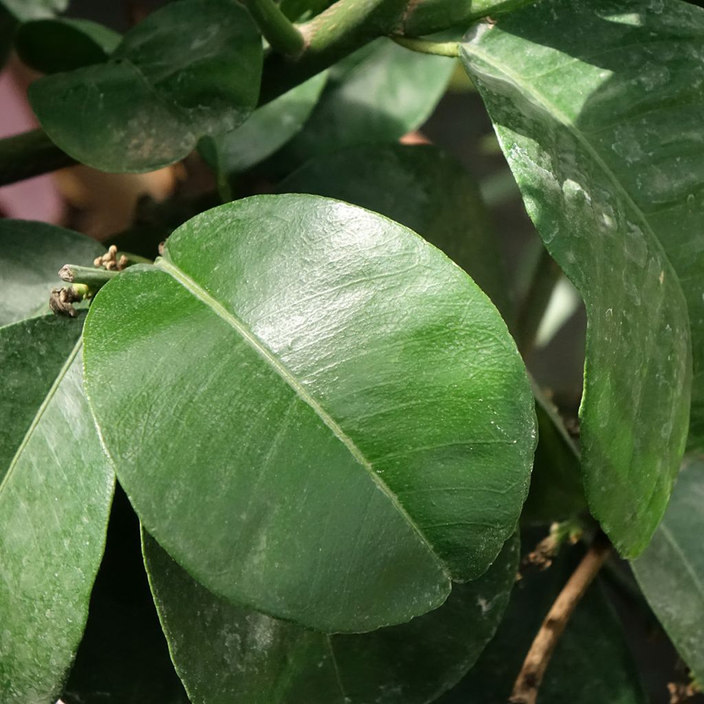 Citrus aurantium Bouquet de Fleur