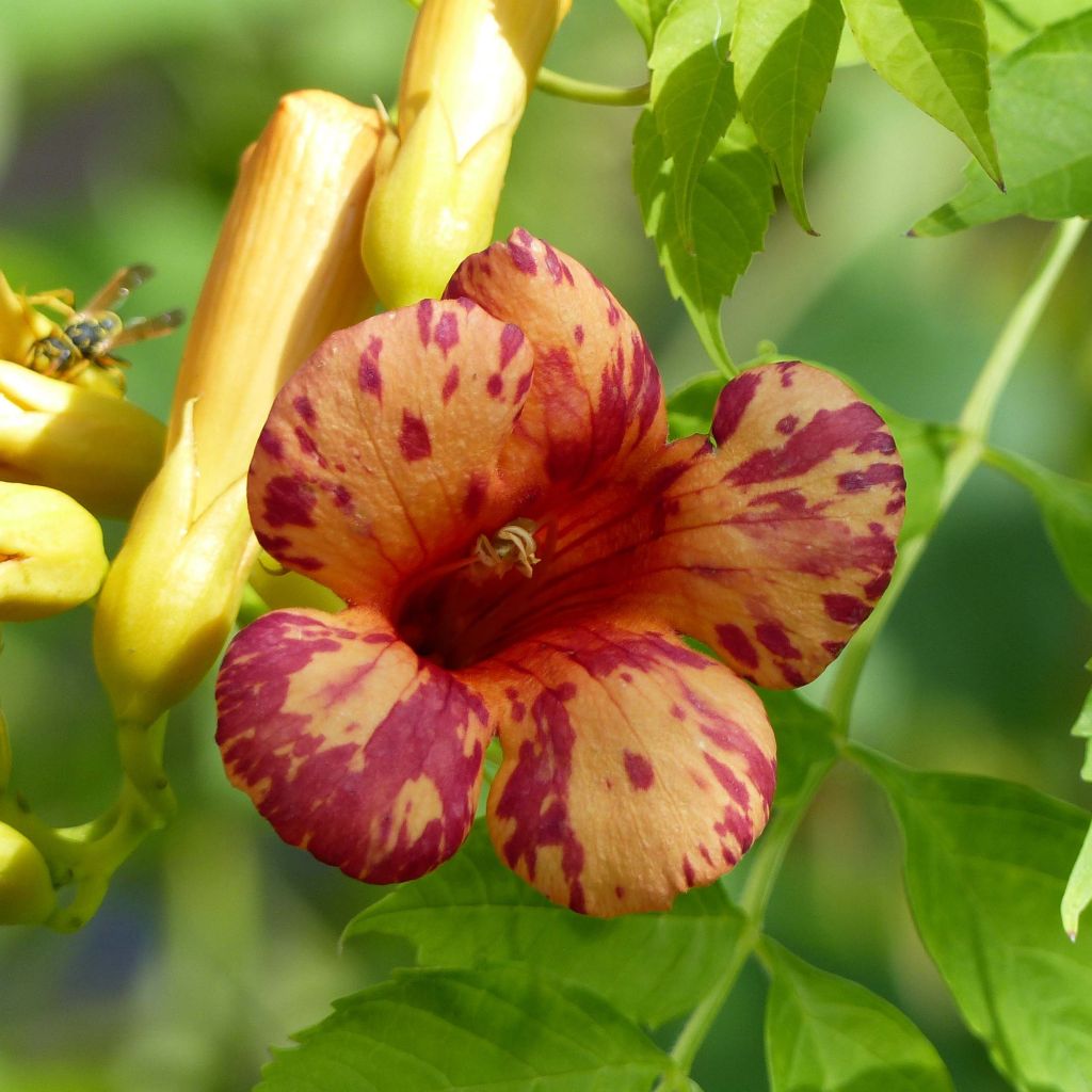 Campsis tagliabuana Orangeade - Trompetklimmer