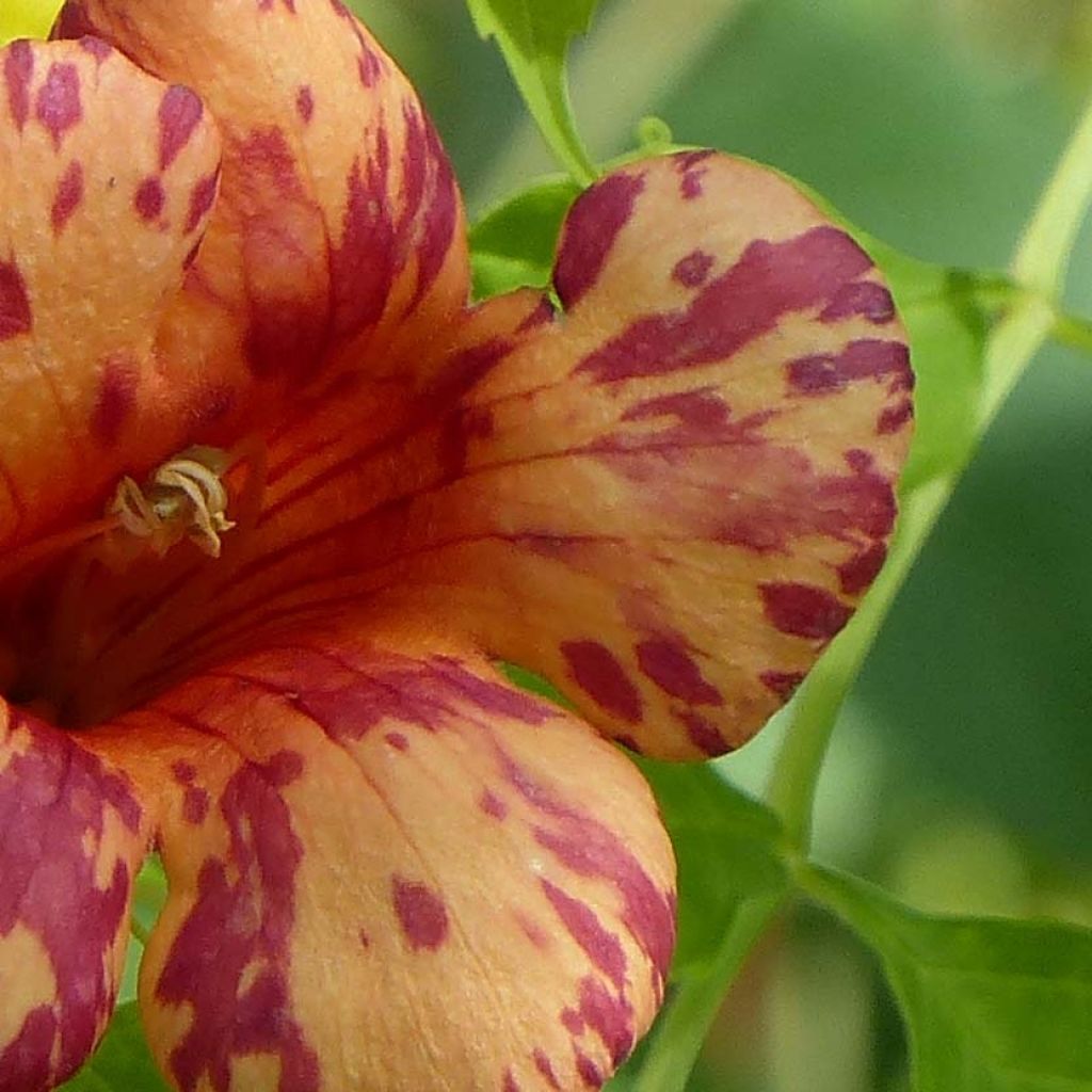 Campsis tagliabuana Orangeade - Trompetklimmer