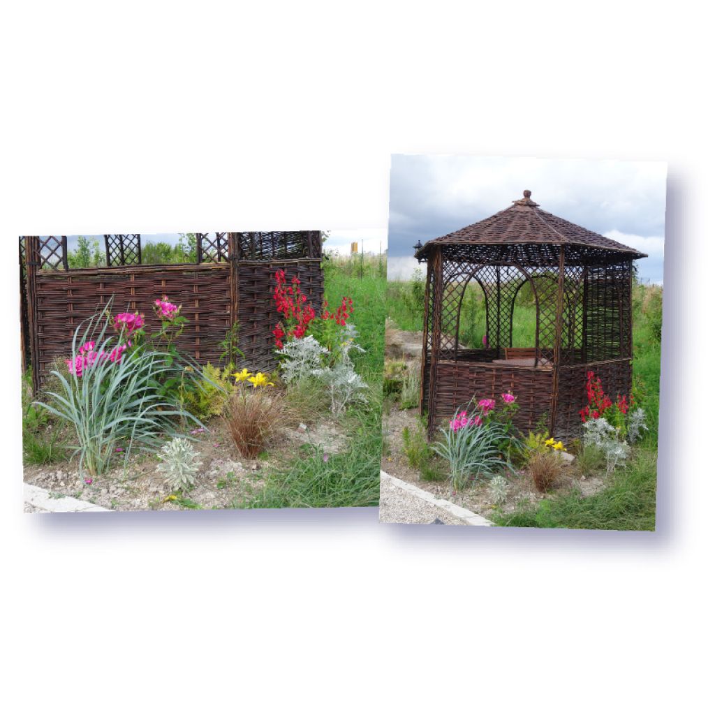 Leymus arenarius - Zandhaver