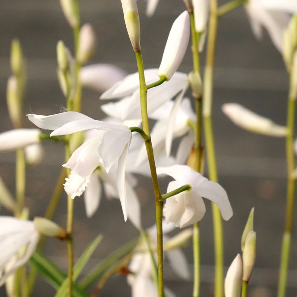 Bletilla striata Alba - Japanse orchidee