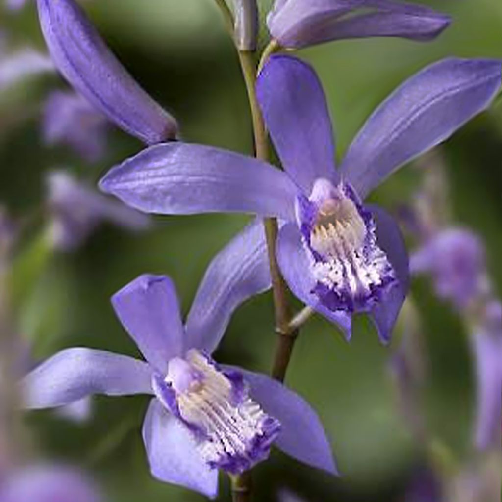 Bletilla striata Blue - Japanse orchidee