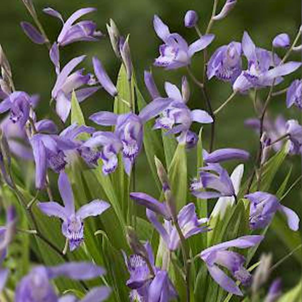 Bletilla striata Blue - Japanse orchidee