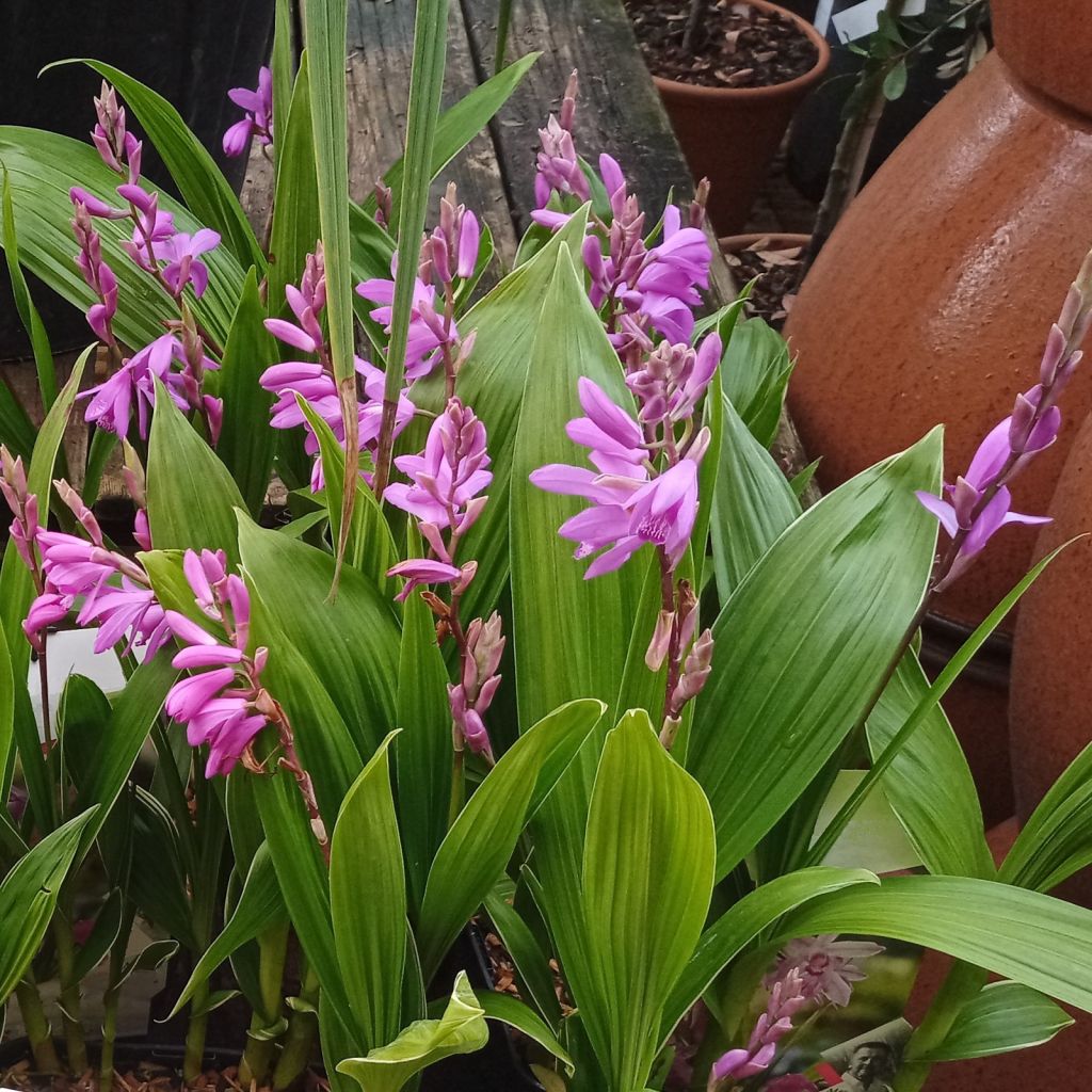 Bletilla striata - Japanse orchidee roze