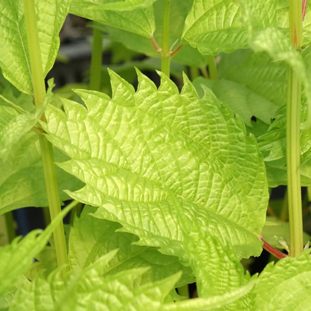 Boehmeria sieboldiana - Valse netel