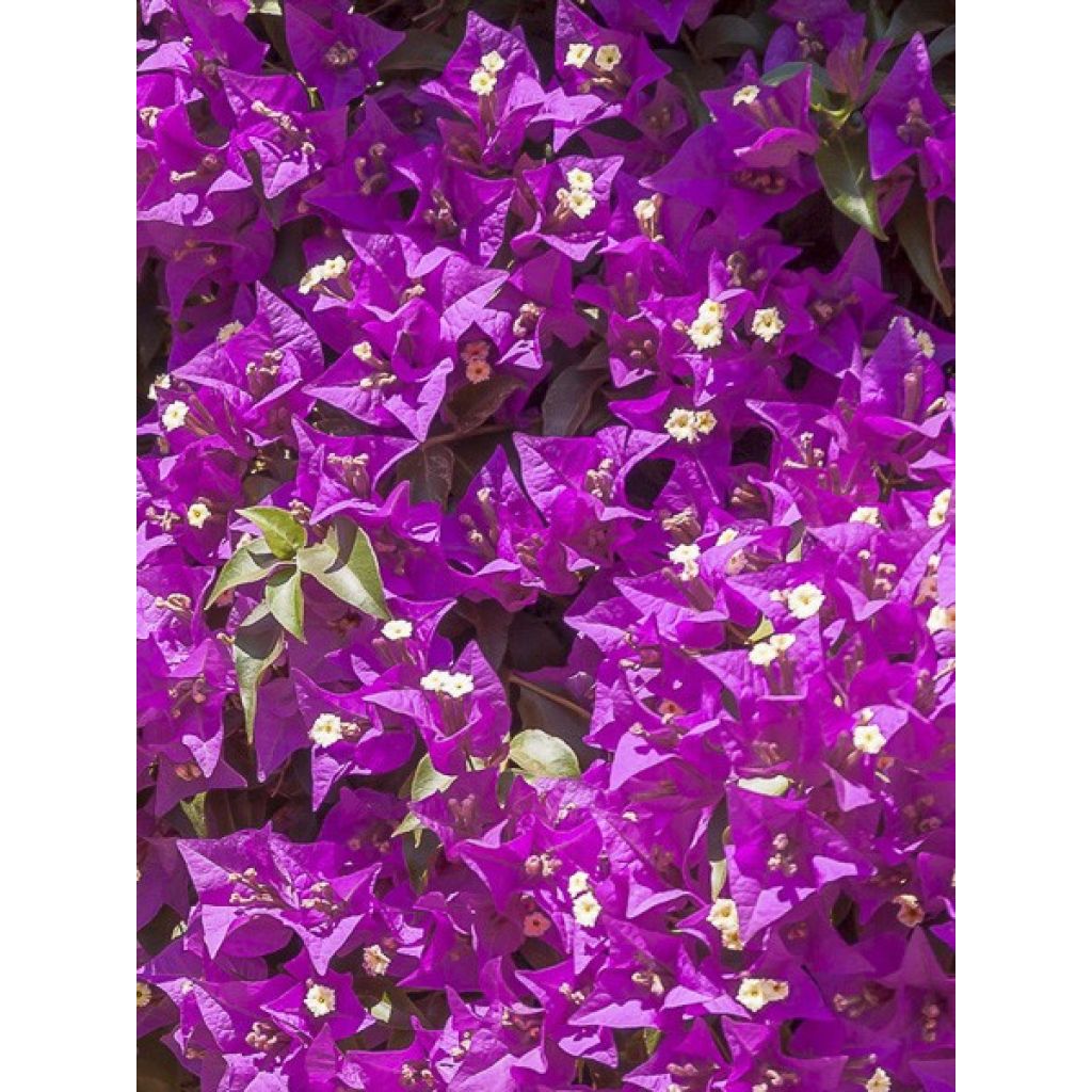 Bougainvillea Violet de Mèze - Papierbloem