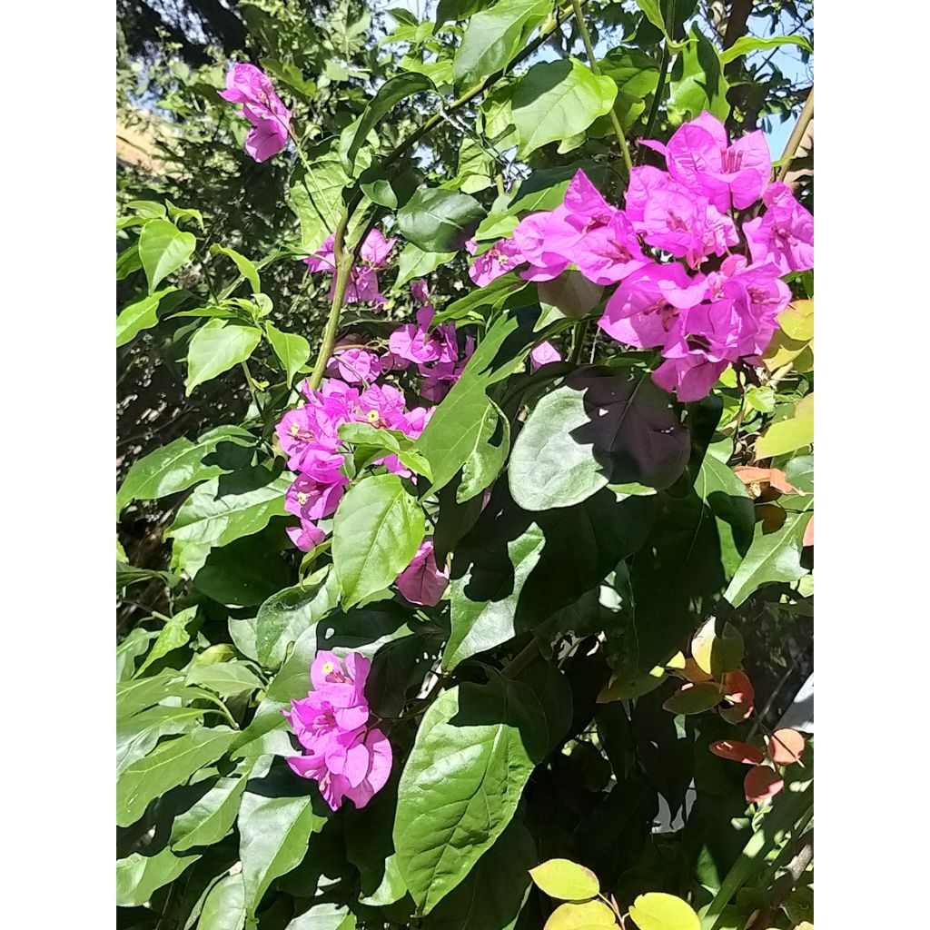 Bougainvillea Violet de Mèze - Papierbloem