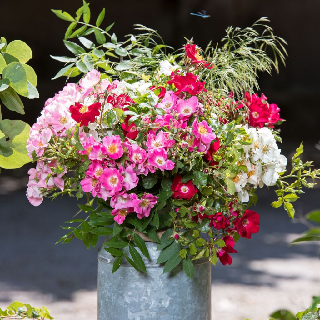 Rosa Friendly Sweet - Polyantharoos