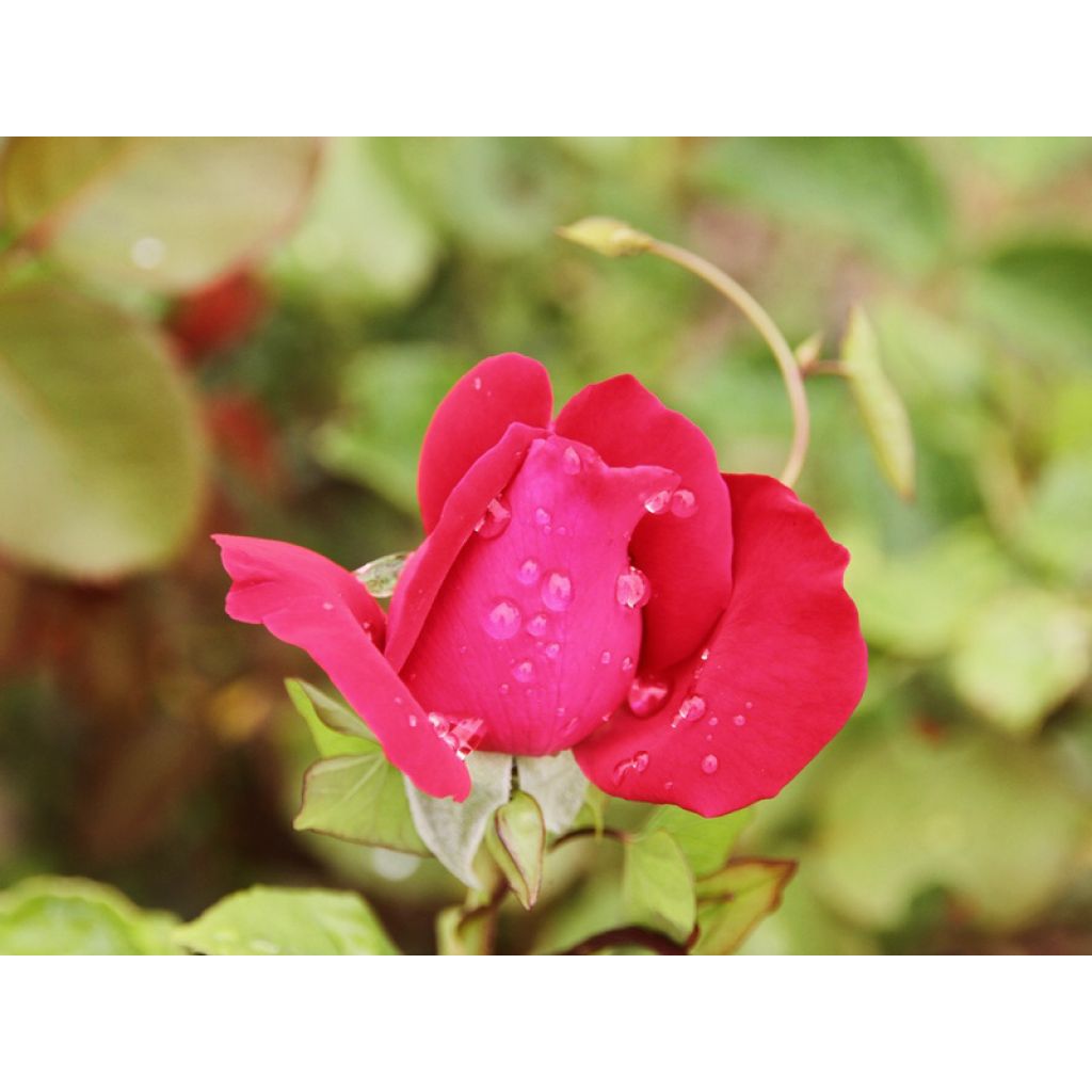 Rosa Dame de Coeur - Grootbloemige roos