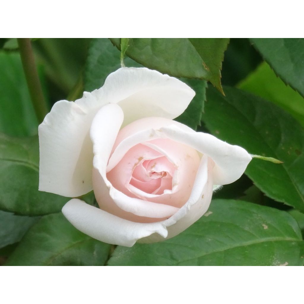 Rosa Francis Meilland - Grootbloemige roos