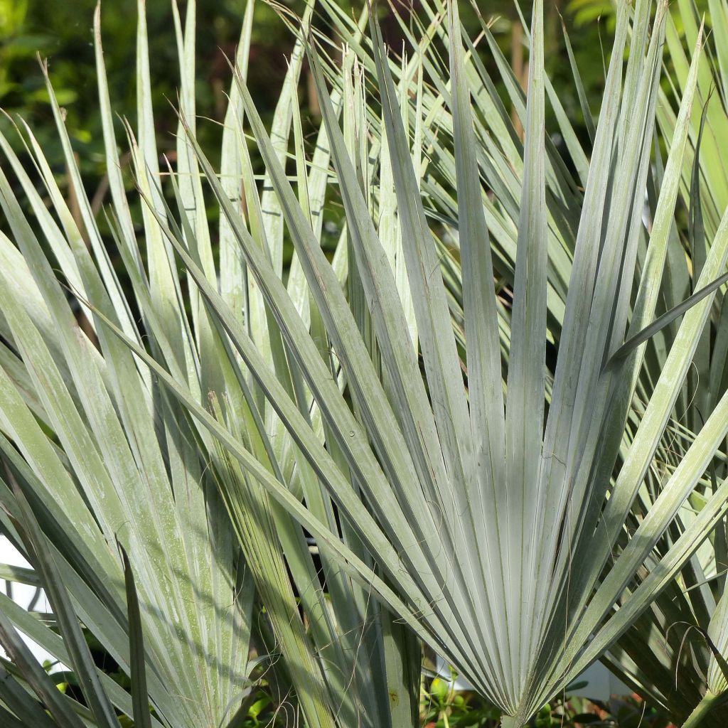 Brahea armata - Mexicaanse blauwe palm