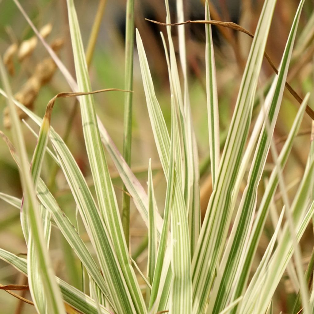 Briza media Zitterzebra - Bevertsgras