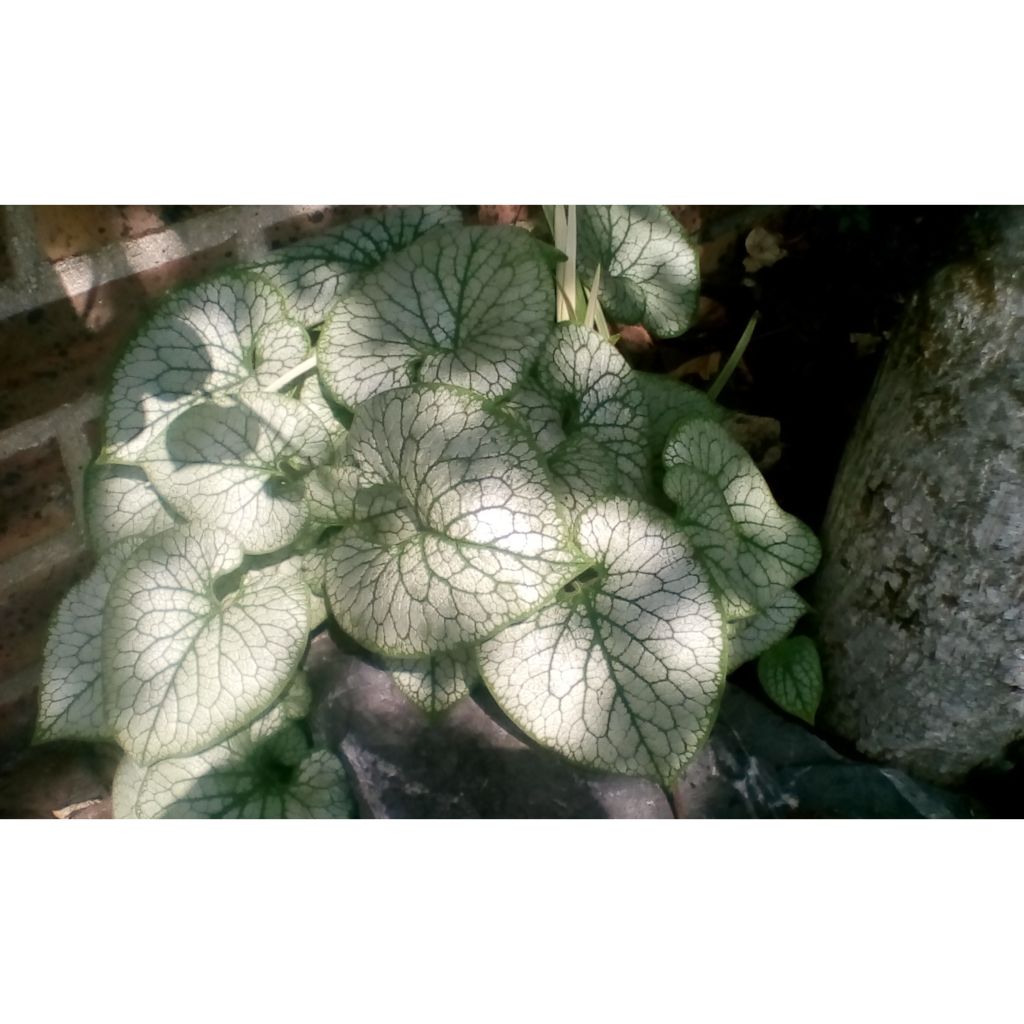 Brunnera macrophylla Jack Frost - Kaukasisch vergeet-mij-nietje