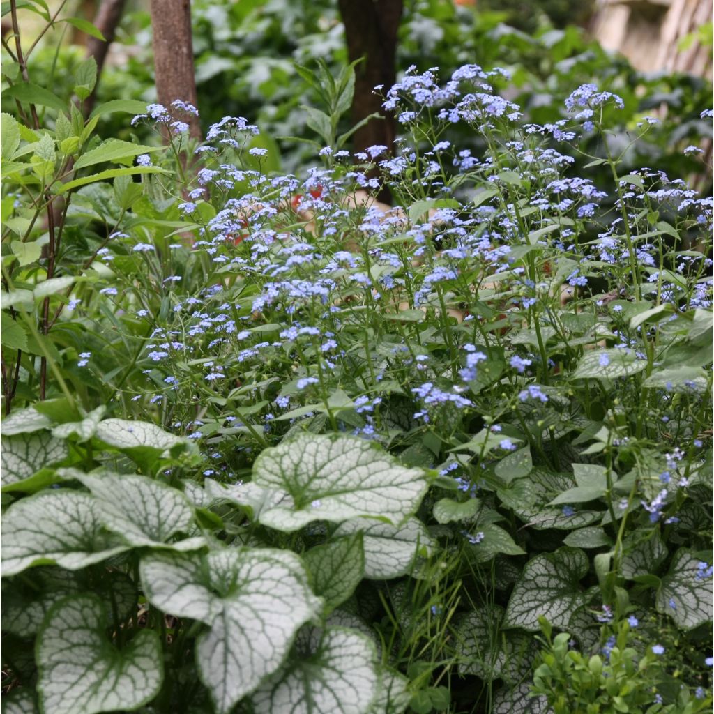 Brunnera macrophylla Jack Frost - Kaukasisch vergeet-mij-nietje