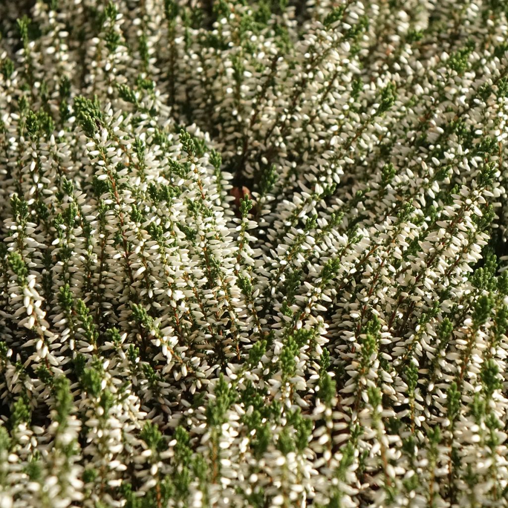 Calluna vulgaris Garden Girls Helena - Zomerheide