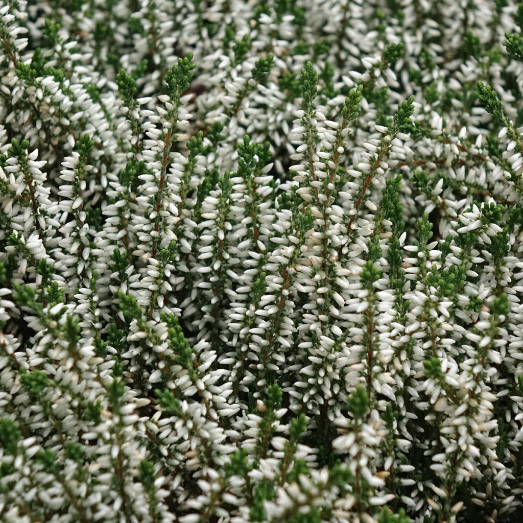 Calluna vulgaris Garden Girls Helena - Zomerheide