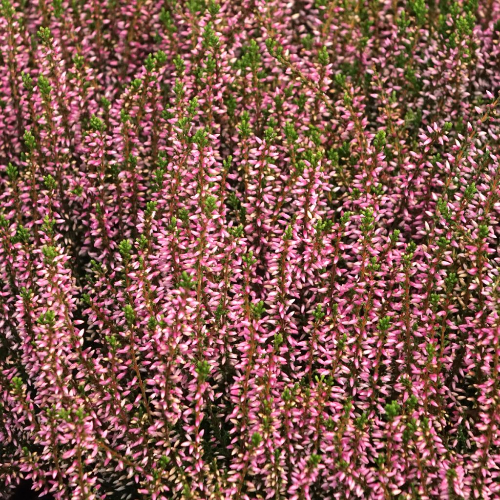 Calluna vulgaris Garden Girls Pink Angie - Zomerheide