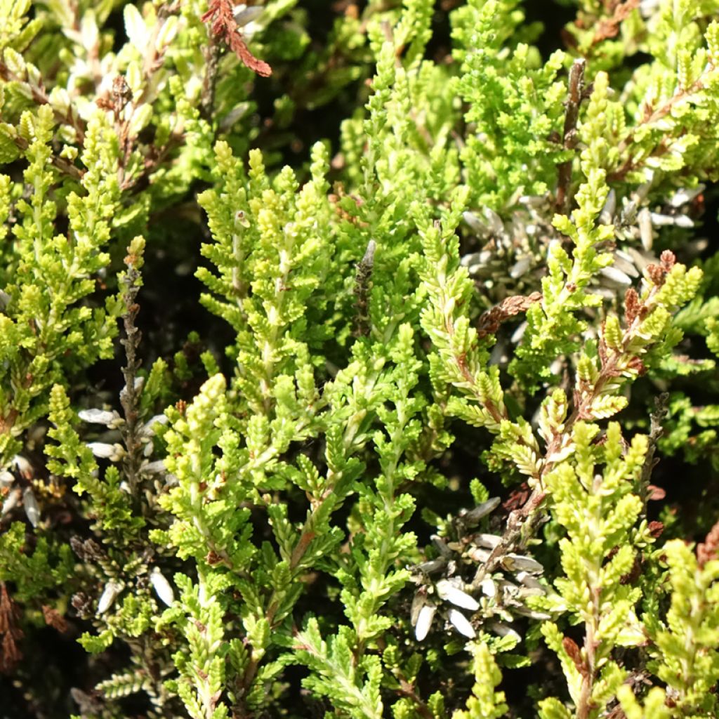 Calluna vulgaris Anouk - Zomerheide