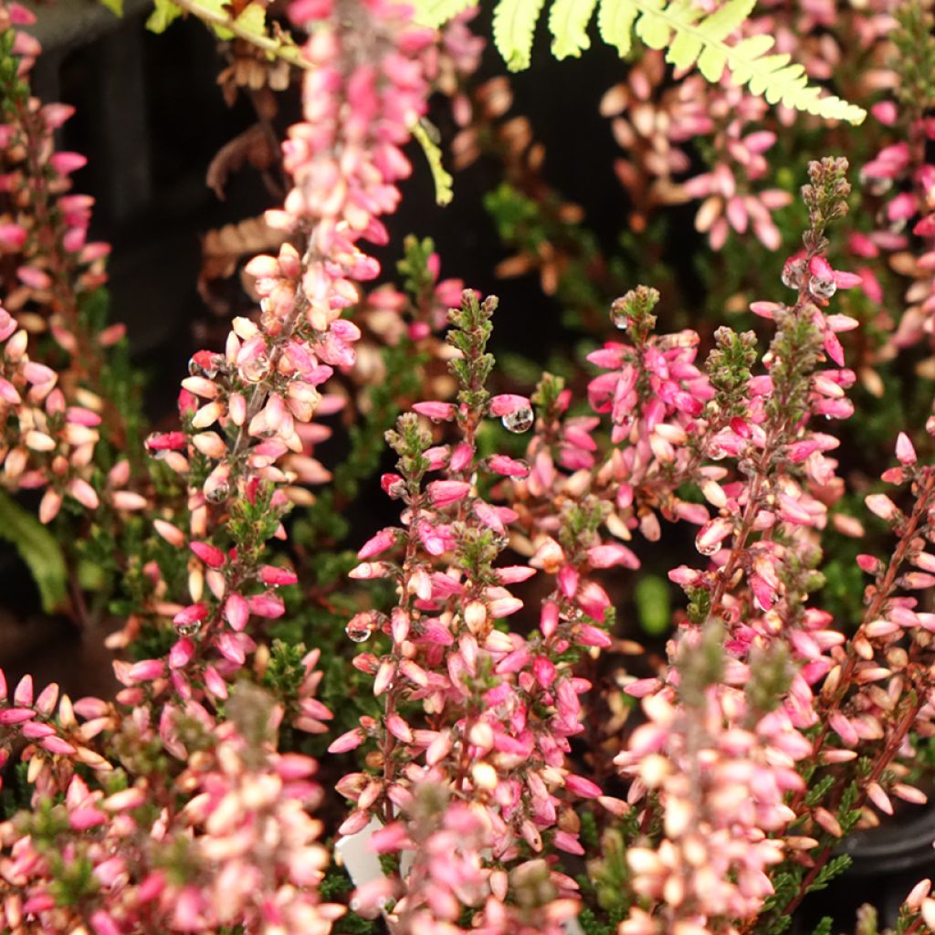 Calluna vulgaris Dark Beauty - Zomerheide