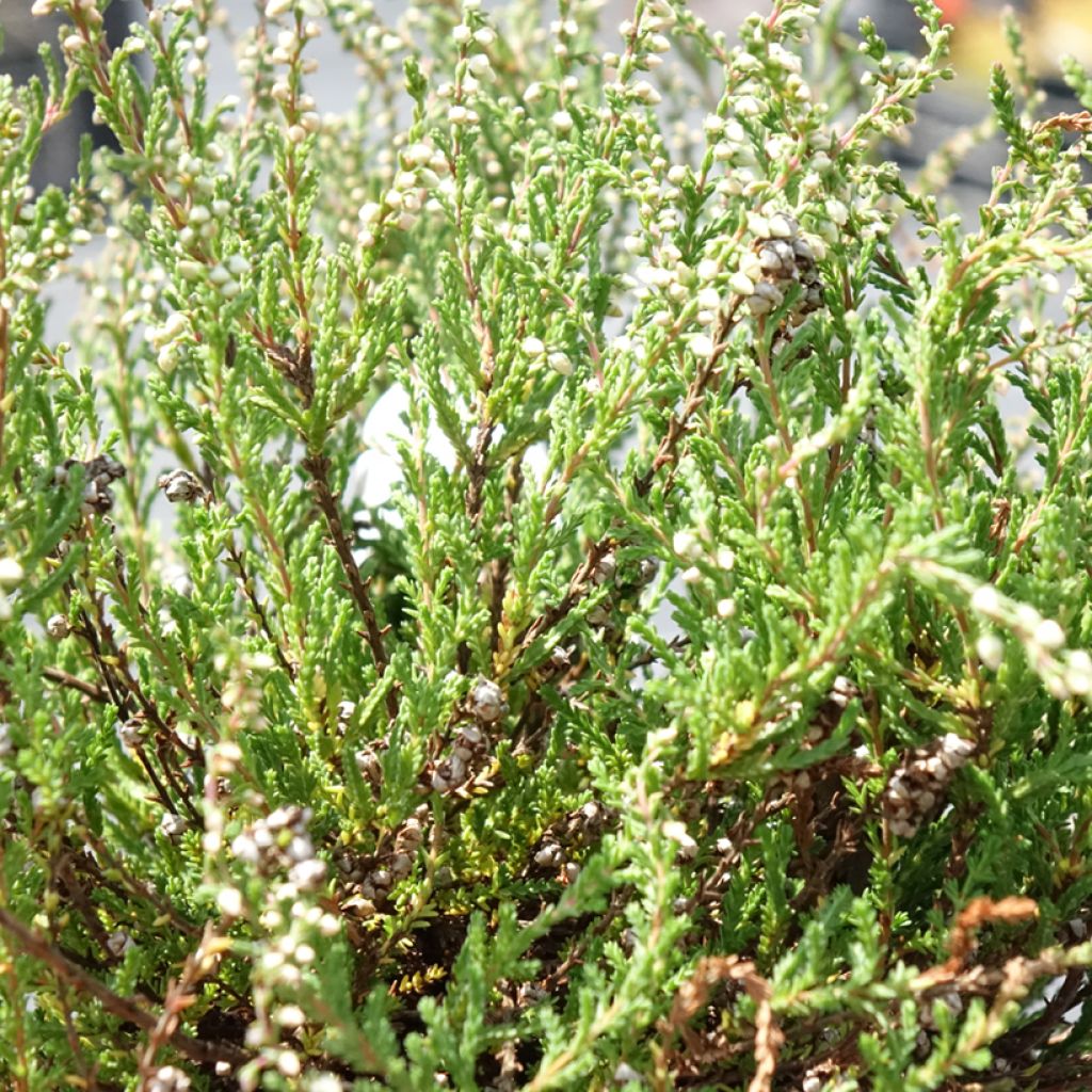 Calluna vulgaris Radnor - Zomerheide