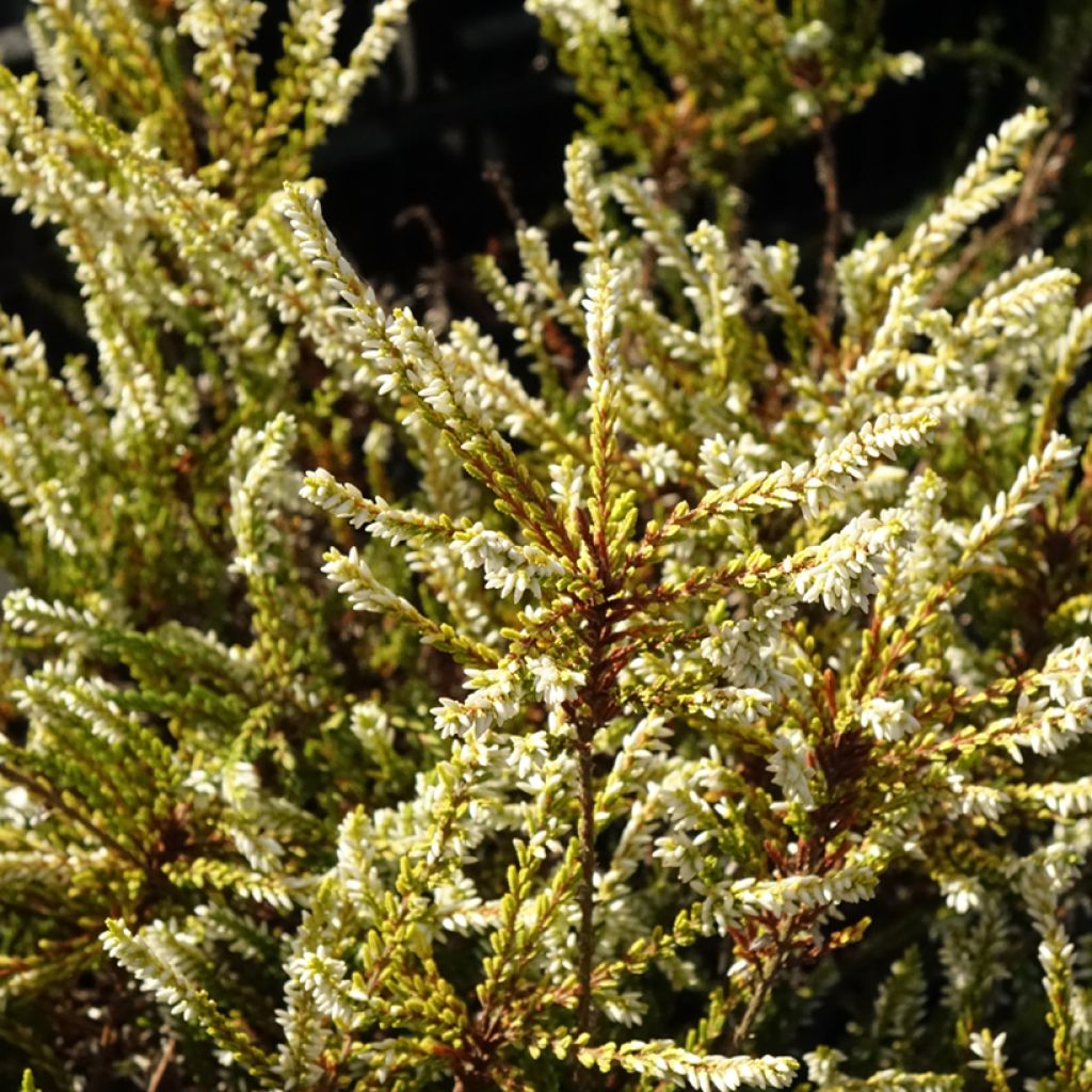 Calluna vulgaris Sandy - Zomerheide