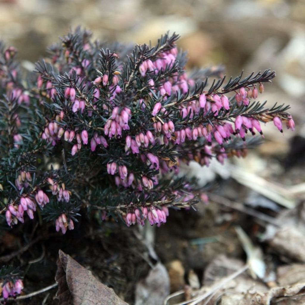 Erica darleyensis Kramers Rote - Winterheide