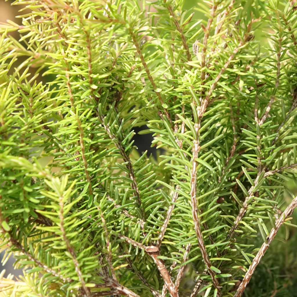 Erica carnea Foxhollow - Sneeuwheide