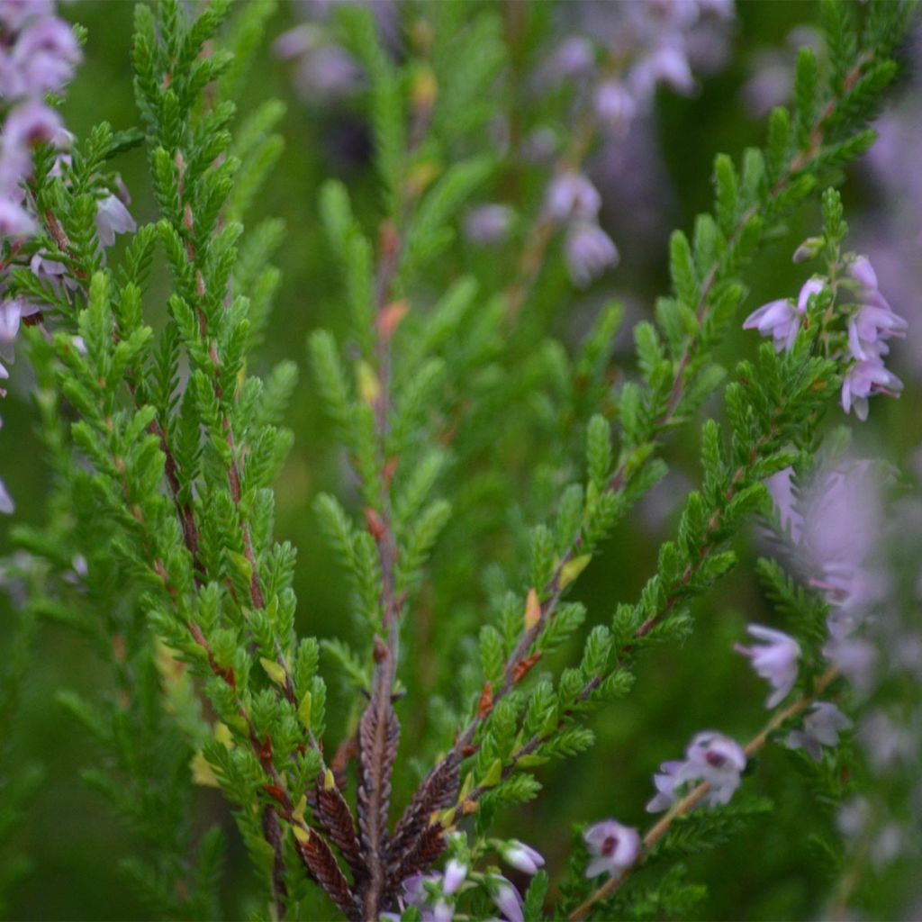 Calluna vulgaris Spring Torch - Zomerheide