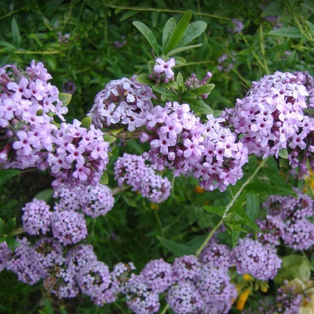 Buddleja alternifolia - Vlinderstruik
