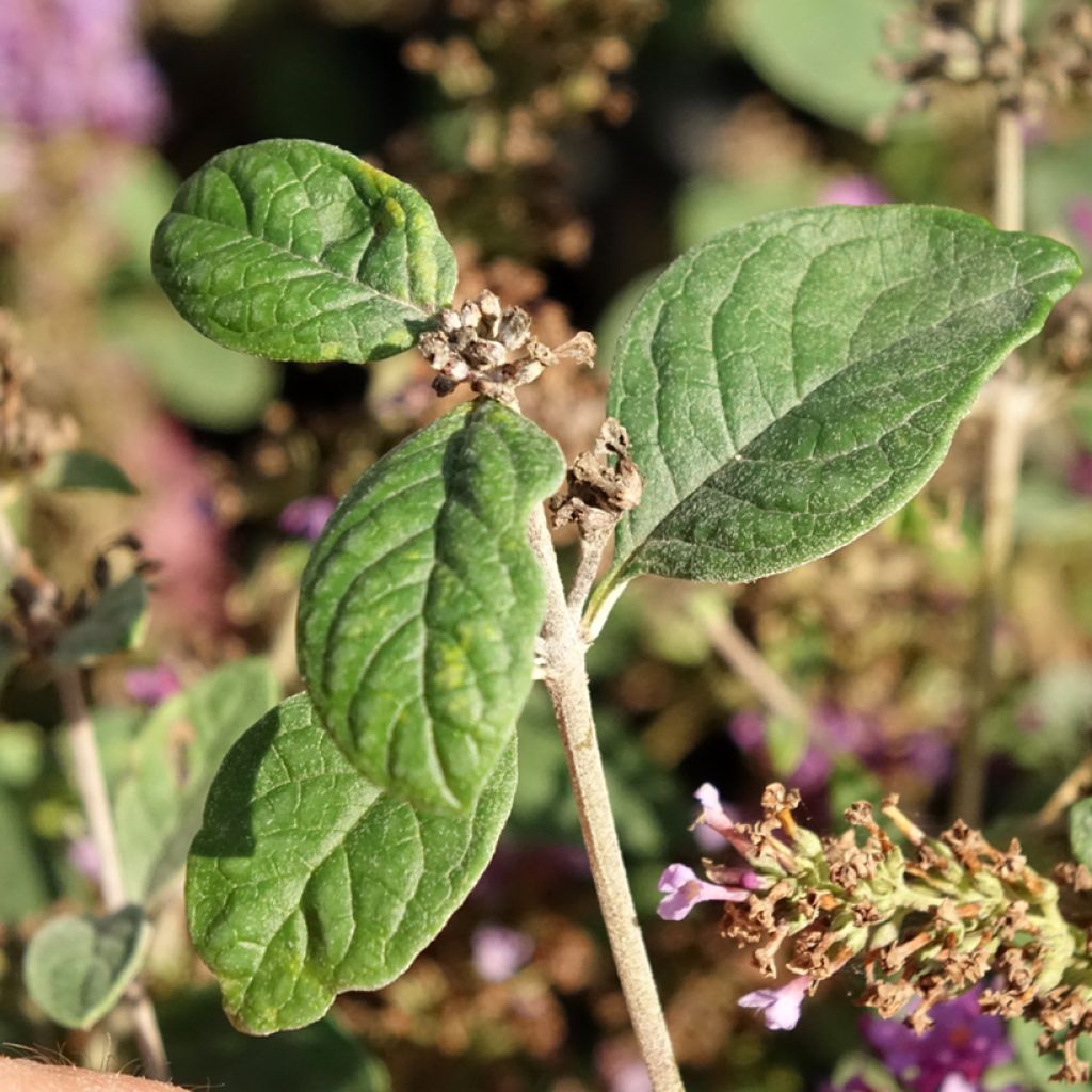 Vlinderstruik Blue Chip Jr - Buddleja