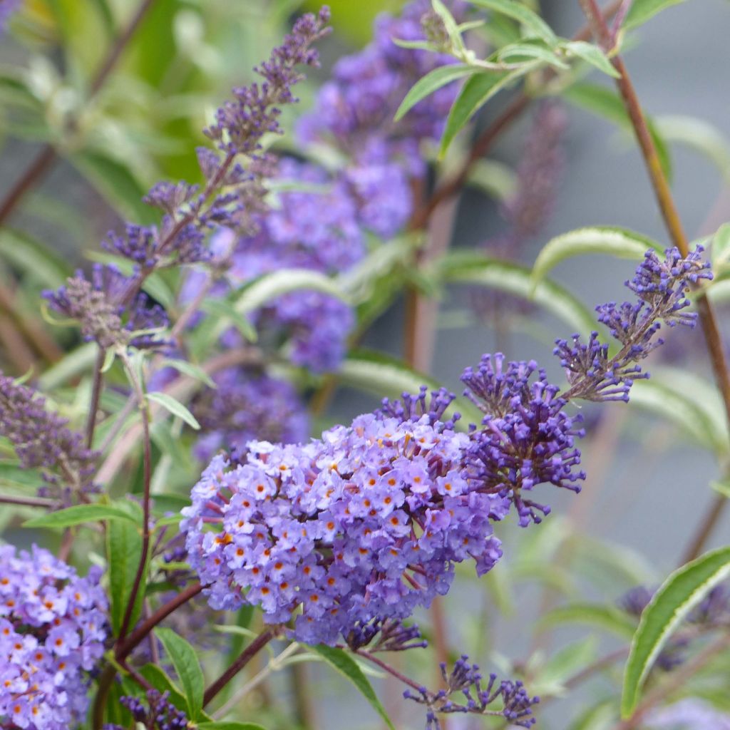 Vlinderstruik Nanho Blauw - Buddleja davidii