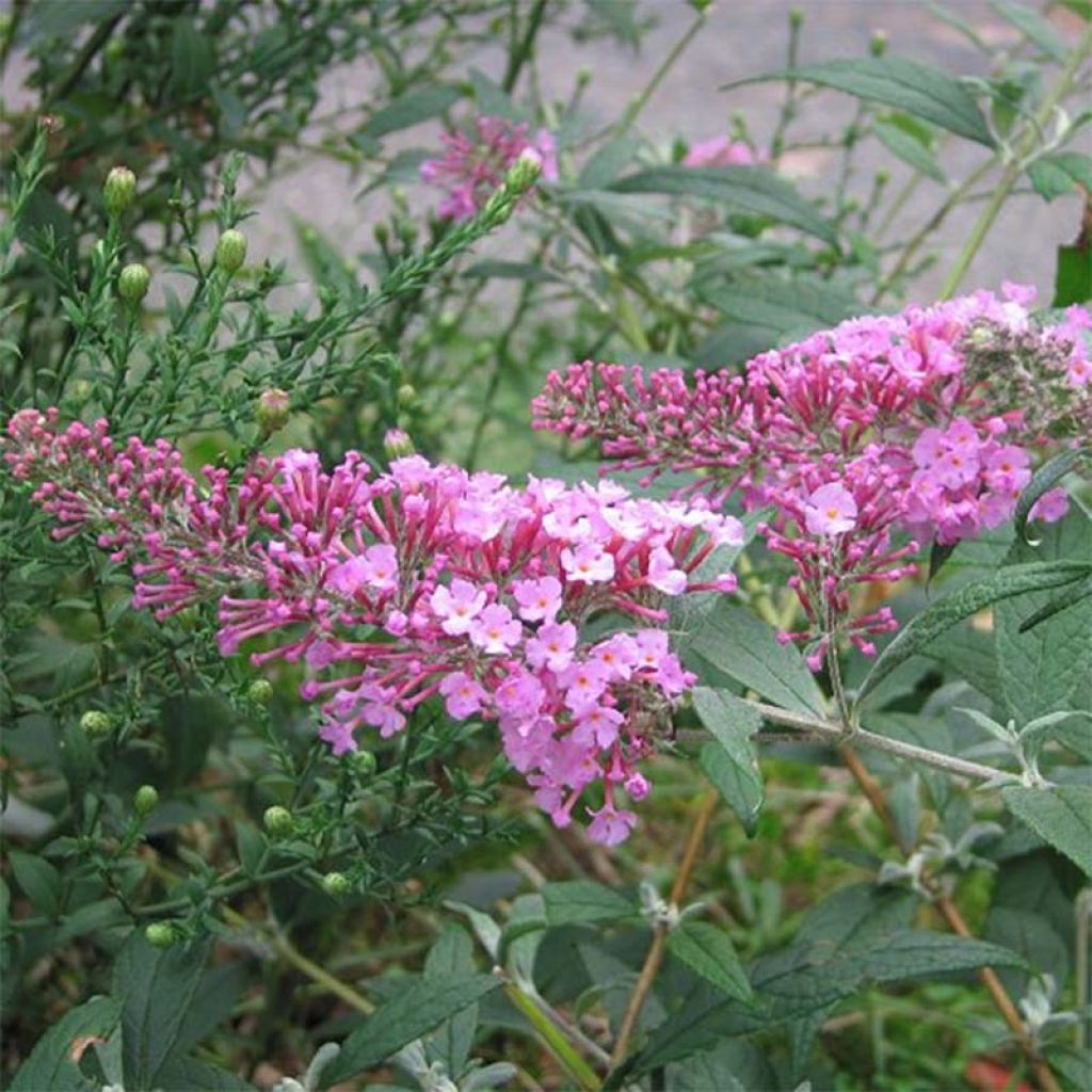 Vlinderstruik Pink Delight - Buddleja davidii