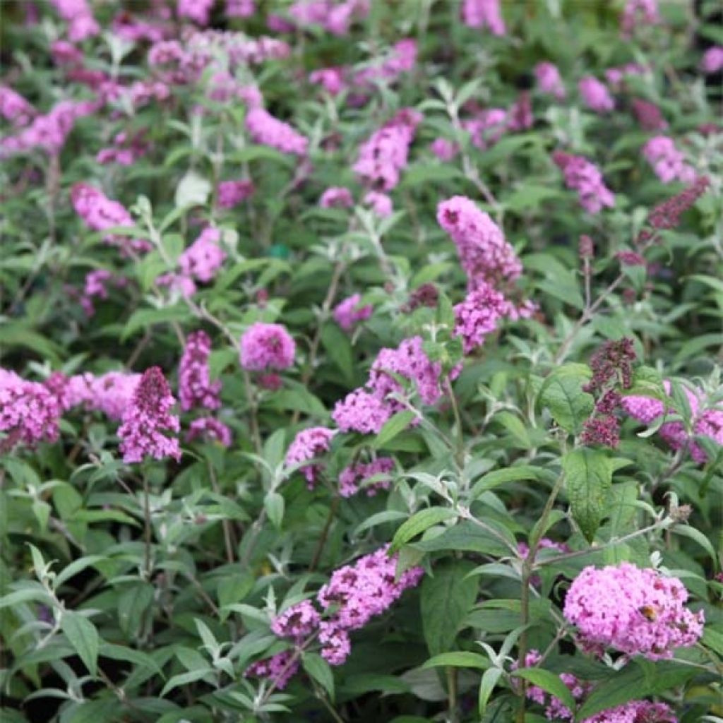 Vlinderstruik Pink Delight - Buddleja davidii