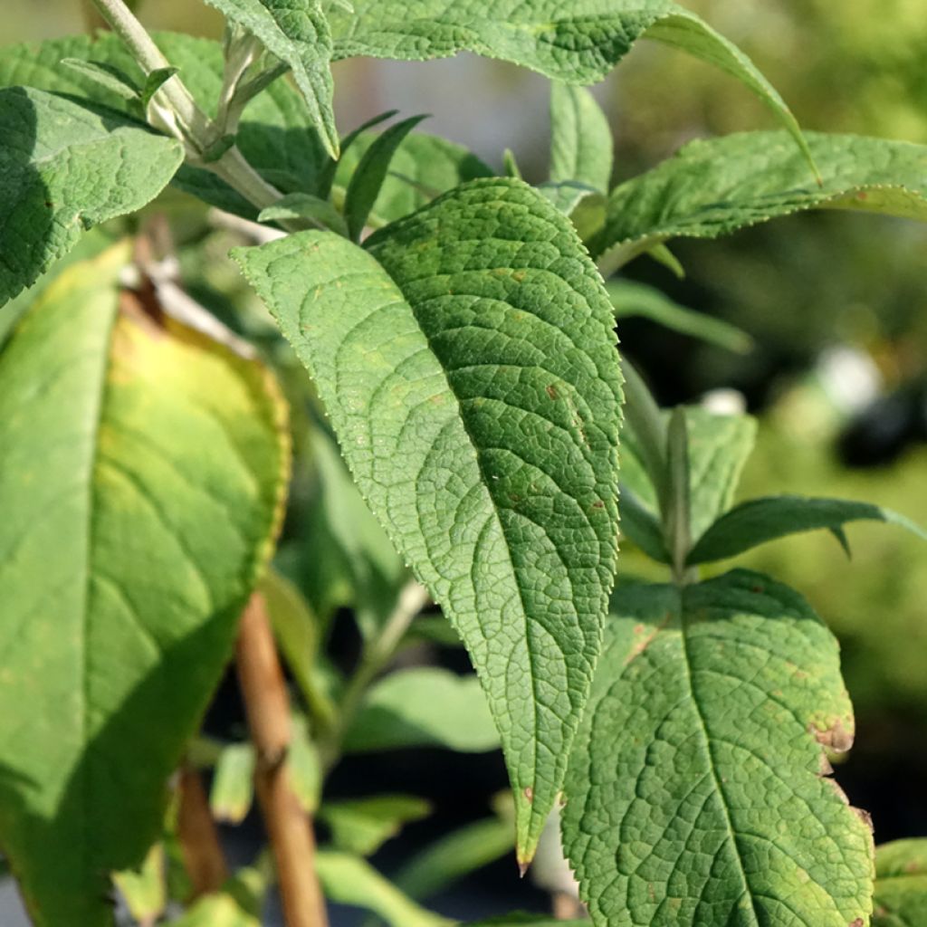 Vlinderstruik Rêve de Papillon Roze - Buddleja davidii