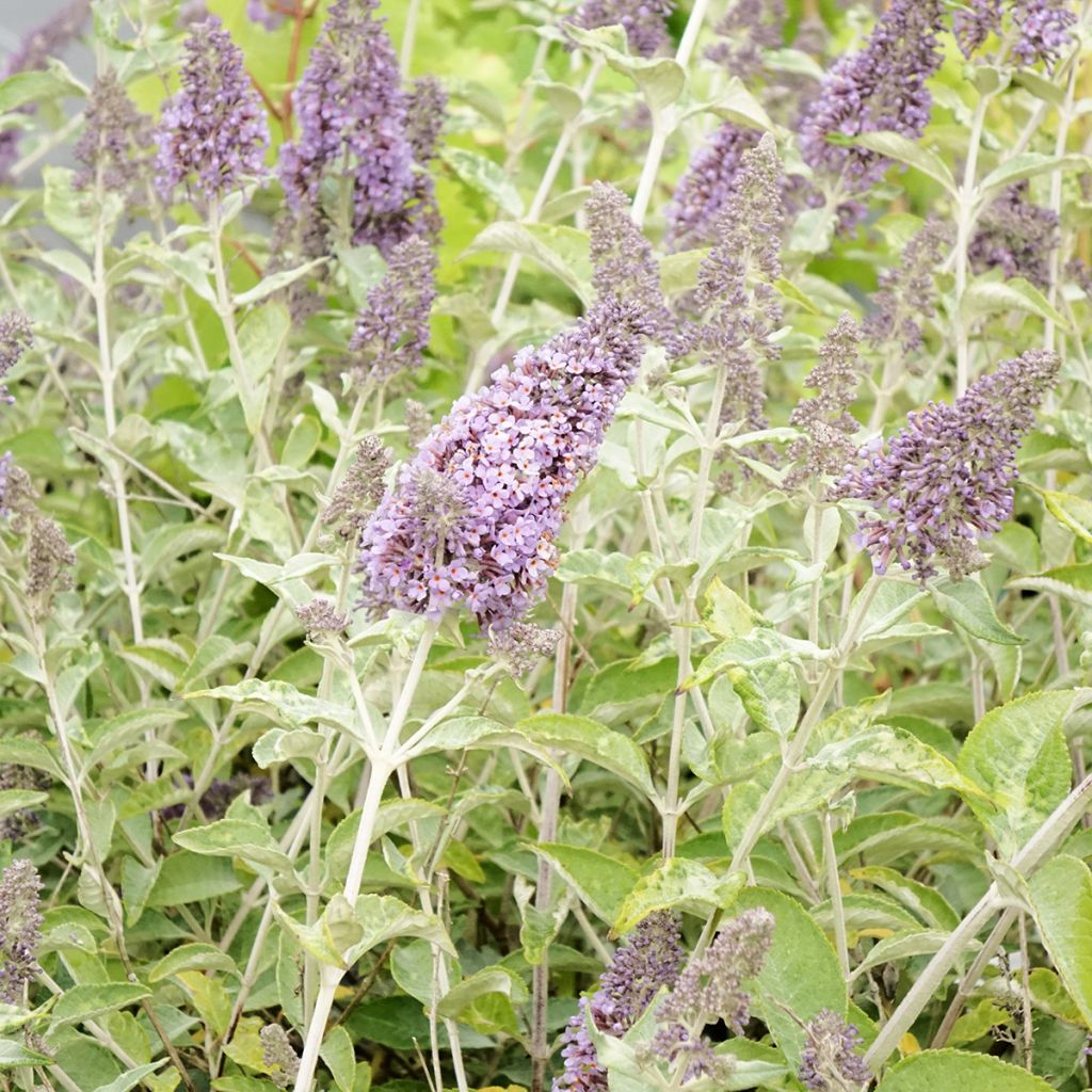 Buddleja Lochinch - Vlinderstruik