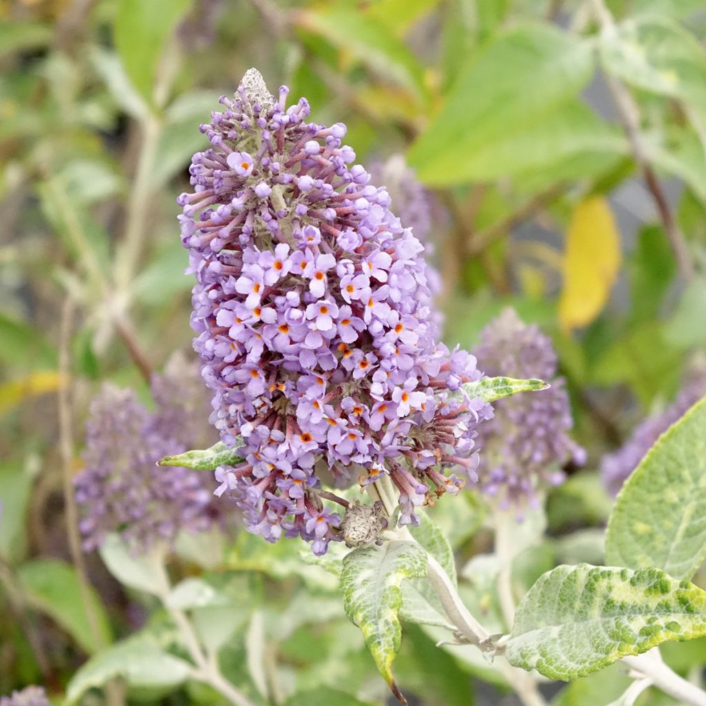 Buddleja Lochinch - Vlinderstruik