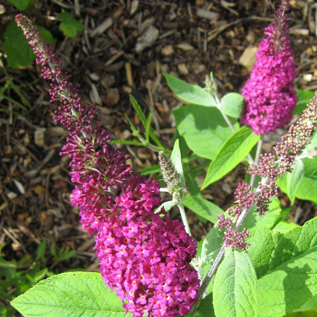 Vlinderstruik Miss Ruby - Buddleja