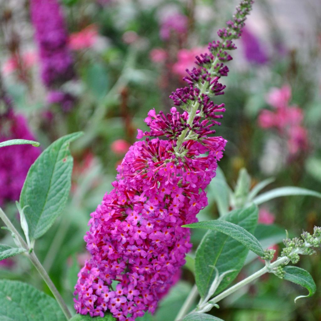 Vlinderstruik Miss Ruby - Buddleja
