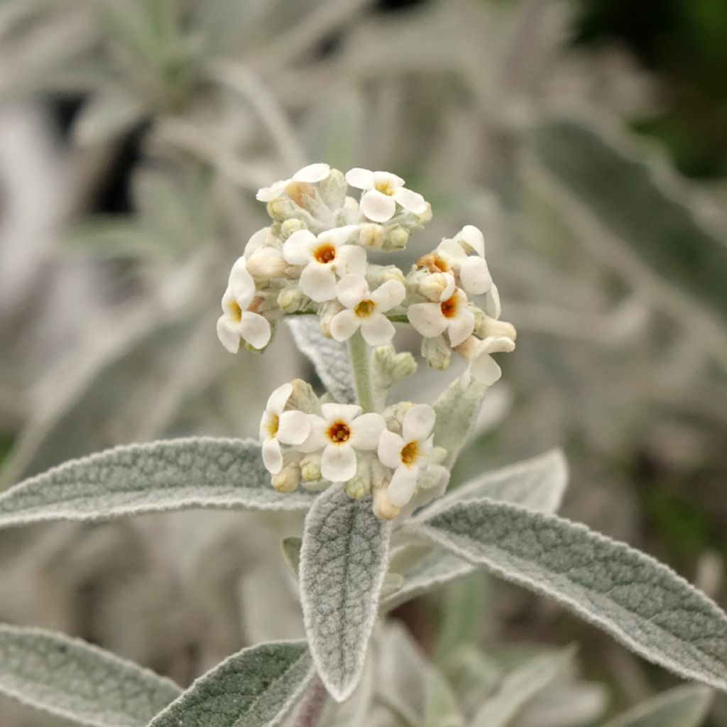 Buddleja Silver Anniversary - Vlinderstruik