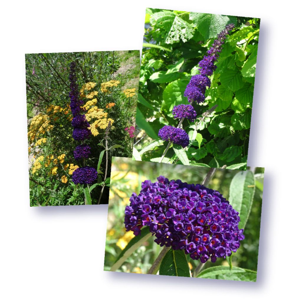 Vlinderstruik Black Knight - Buddleja davidii