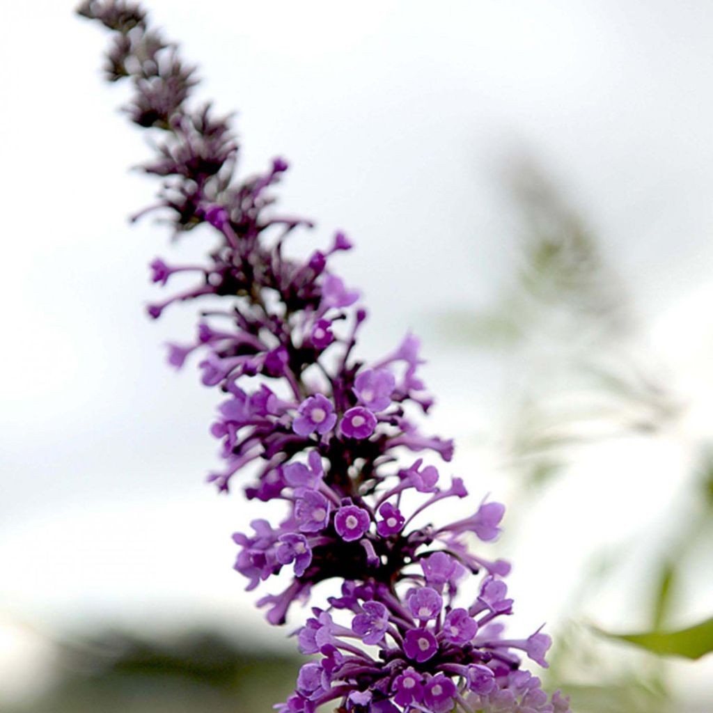 Vlinderstruik Argus Velvet - Buddleja davidii