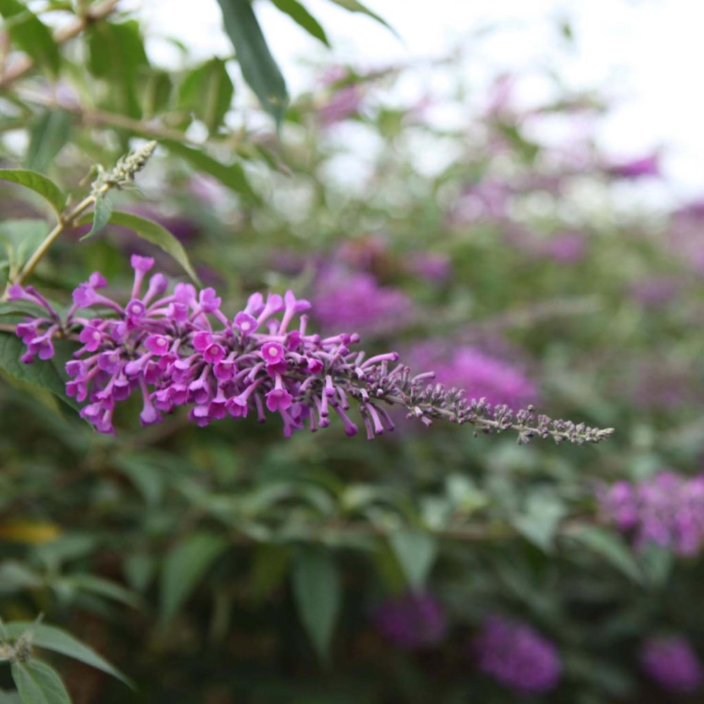 Vlinderstruik Argus Velvet - Buddleja davidii
