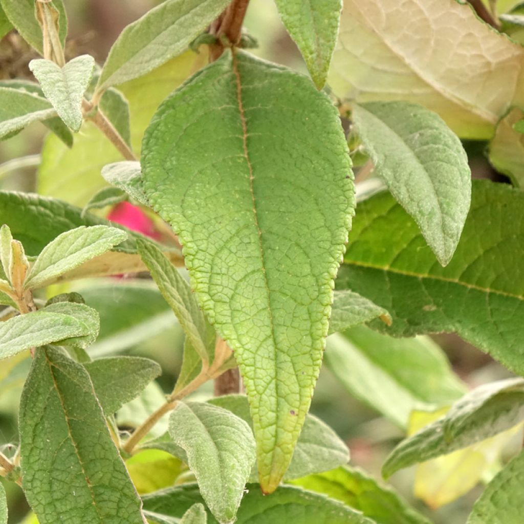 Vlinderstruik Butterfly Candy Little Ruby - Buddleja davidii