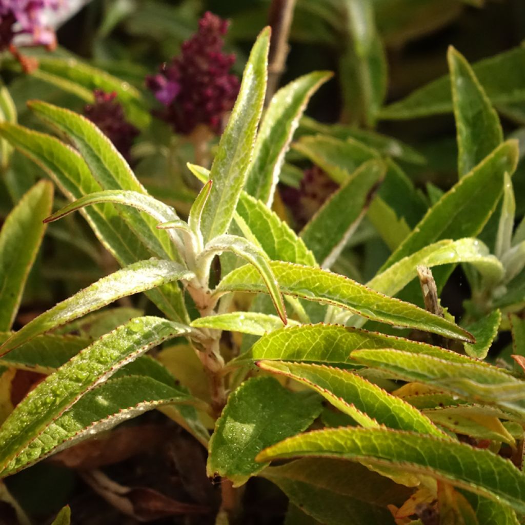 Vlinderstruik Butterfly Candy Little Paars - Buddleja davidii